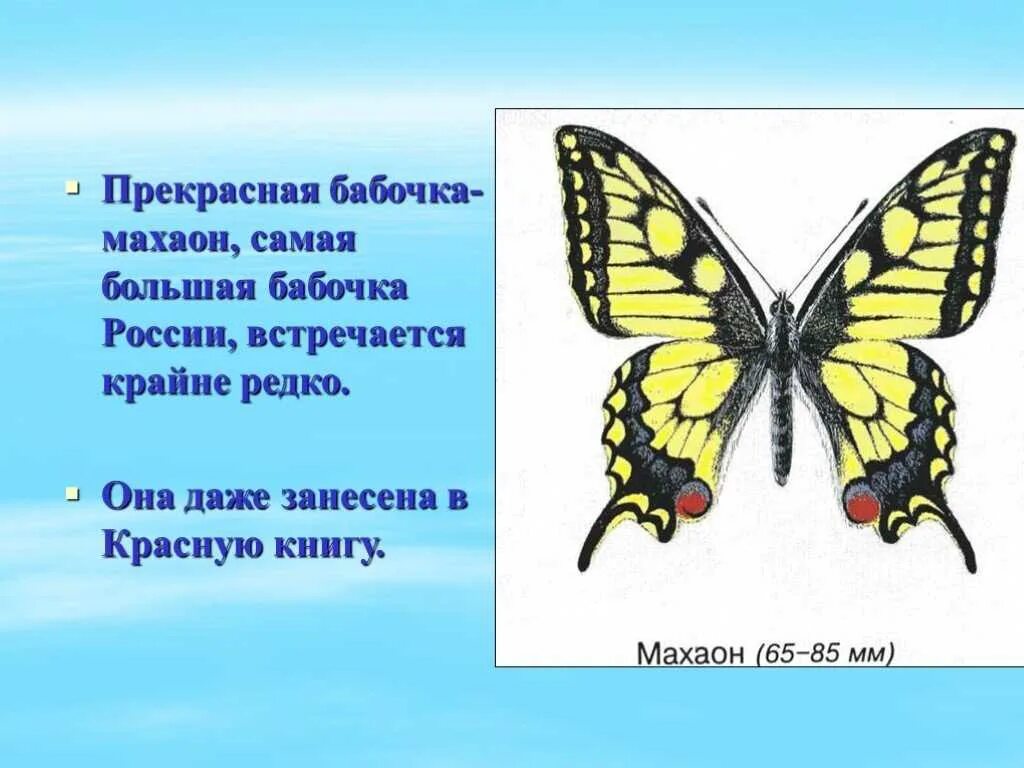 Махаон бабочка красная книга России. Махаон бабочка красная книга. Махаон занесенный в красную книгу России. Махаон бабочка 2 класс. Каких бабочек нельзя увидеть днем на лугу