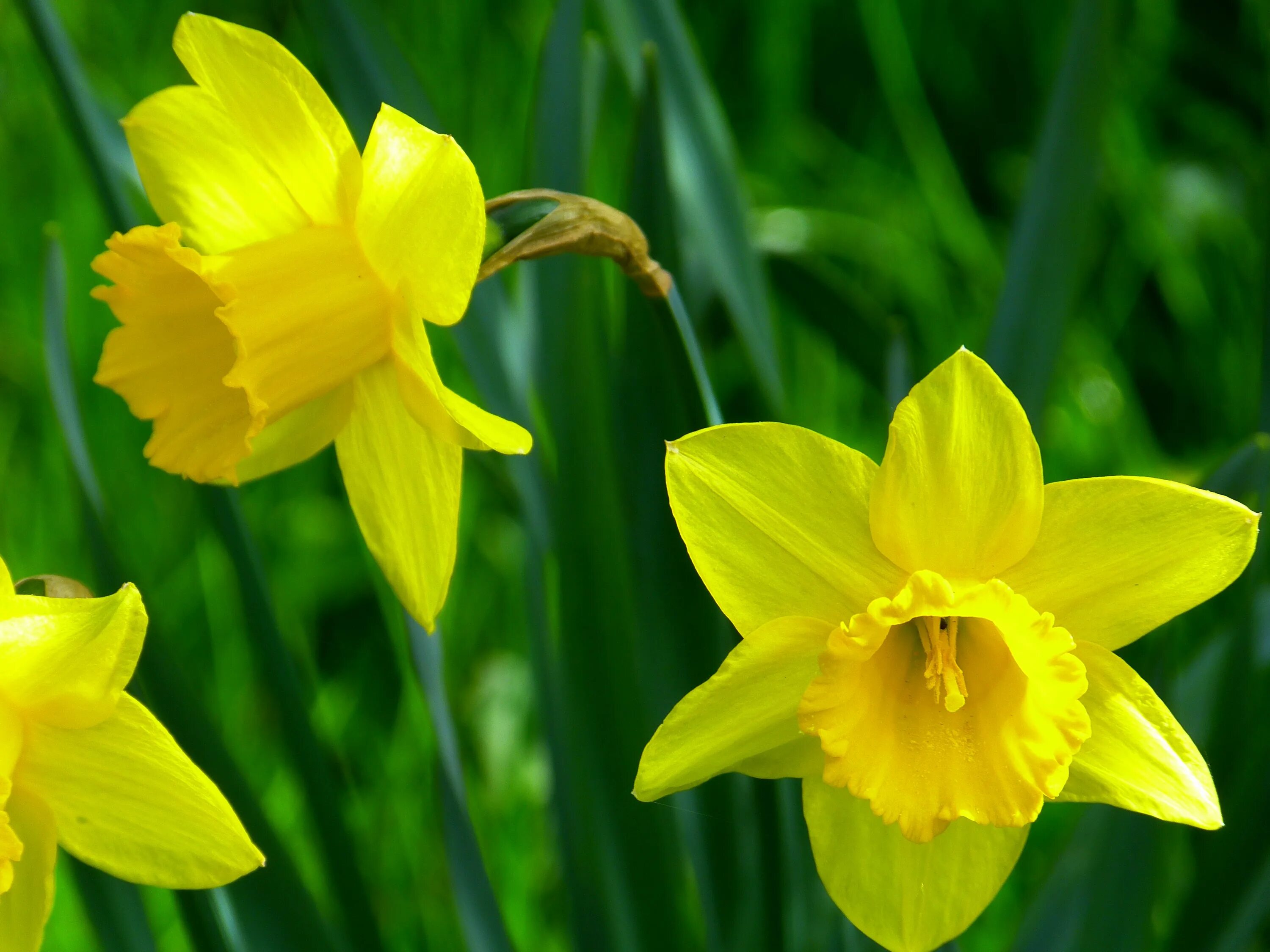 Нарцисс какое растение. Daffodil Нарцисс. Нарцисс «трампет Еллоу». Нарцисс (растение). Желтый Нарцисс.