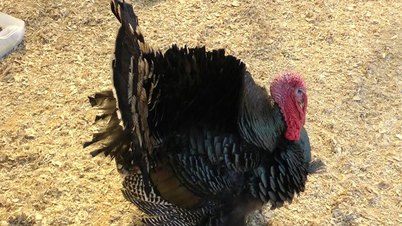 Артикуляционная гимнастика индюк. Артикуляционная гимнастика птичий двор. Индюк орет. Индюк кричит. Крик индюка.