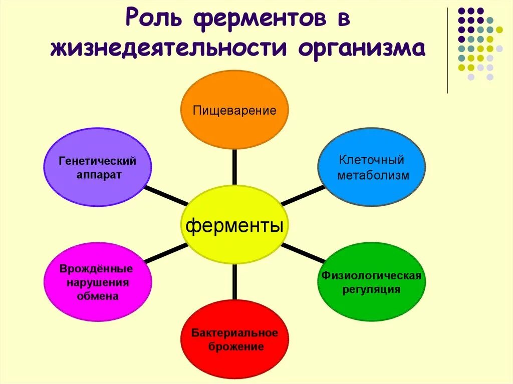 Роль ферментов в жизнедеятельности организма. Ферменты и их роль. Биологическая роль ферментов. Роль ферментов в процессе жизнедеятельности.