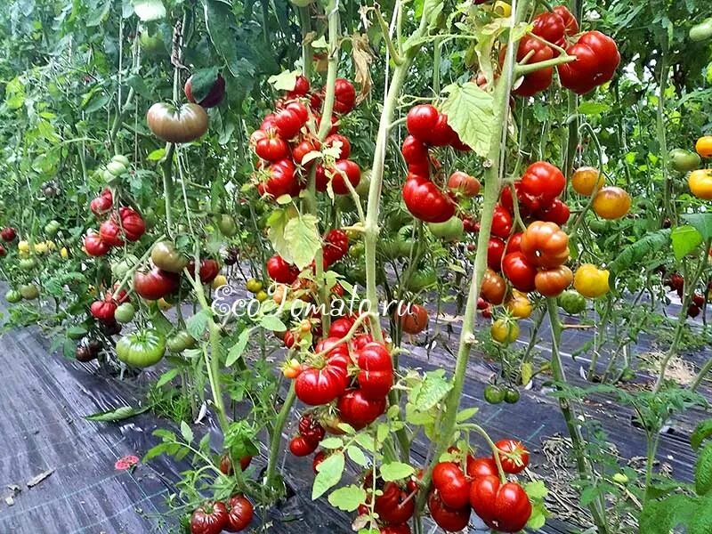 томат сами отзывы. гавриш томат евпатор f1. помидора самрастет сорт. томат сами отзывы. томат сами отзывы.