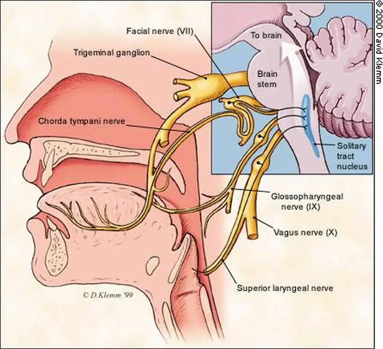 Языкоглоточный нерв схема. Языкоглоточный нерв анатомия. Глоточные ветви языкоглоточного нерва. Освобождение нерва латынь
