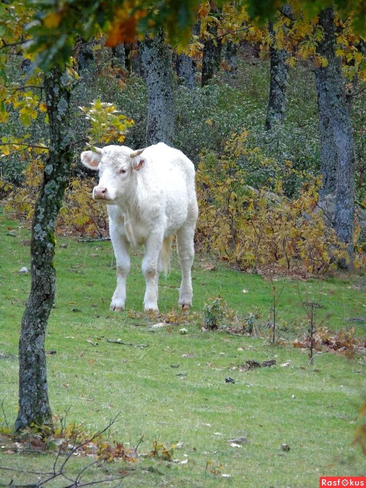 морда коровы. белый бычок. маленькие телята. белый бык шароле. шароле порода быков.