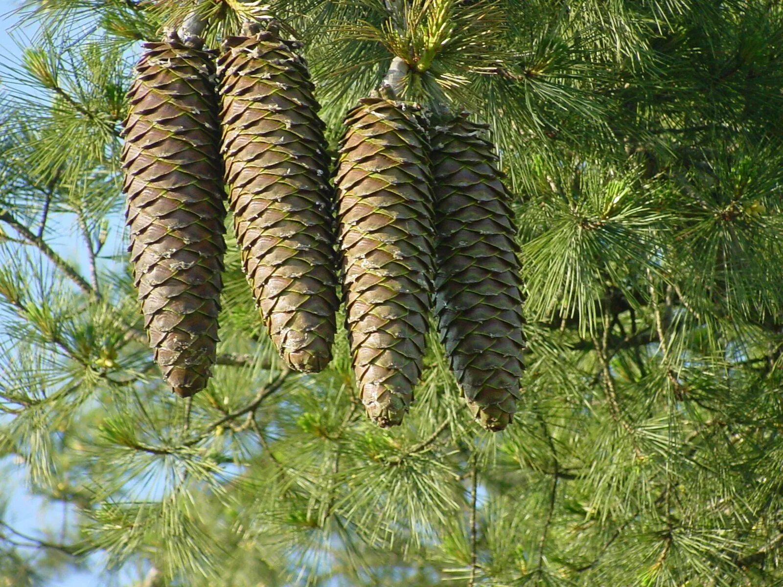Хвойная это где. Сосны Pinus lambertiana. Сосна Ламберта шишки. Pinus lambertiana шишка. Лиственница Сибирская Larix sibirica.