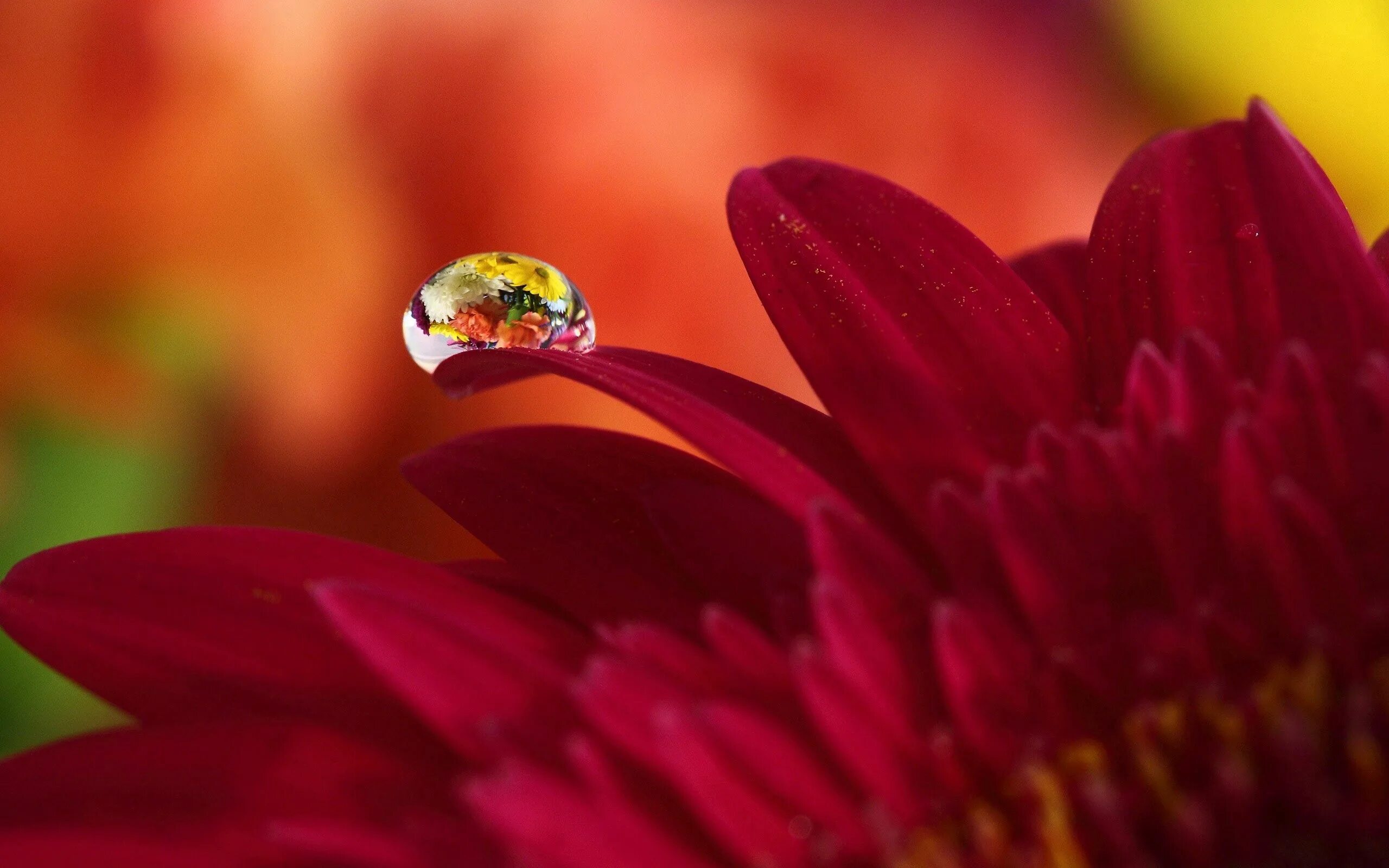 Drop flowers. Цветы Макросъемка. Роса на цветах. Красивые макрофотографии цветов. Осенние цветы Макросъемка.