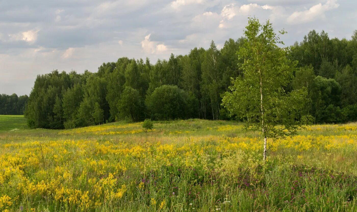 Островцовская лесостепь. Барабинская лесостепь заповедник. Лесостепи Южного Урала. Природная зона рязанской области