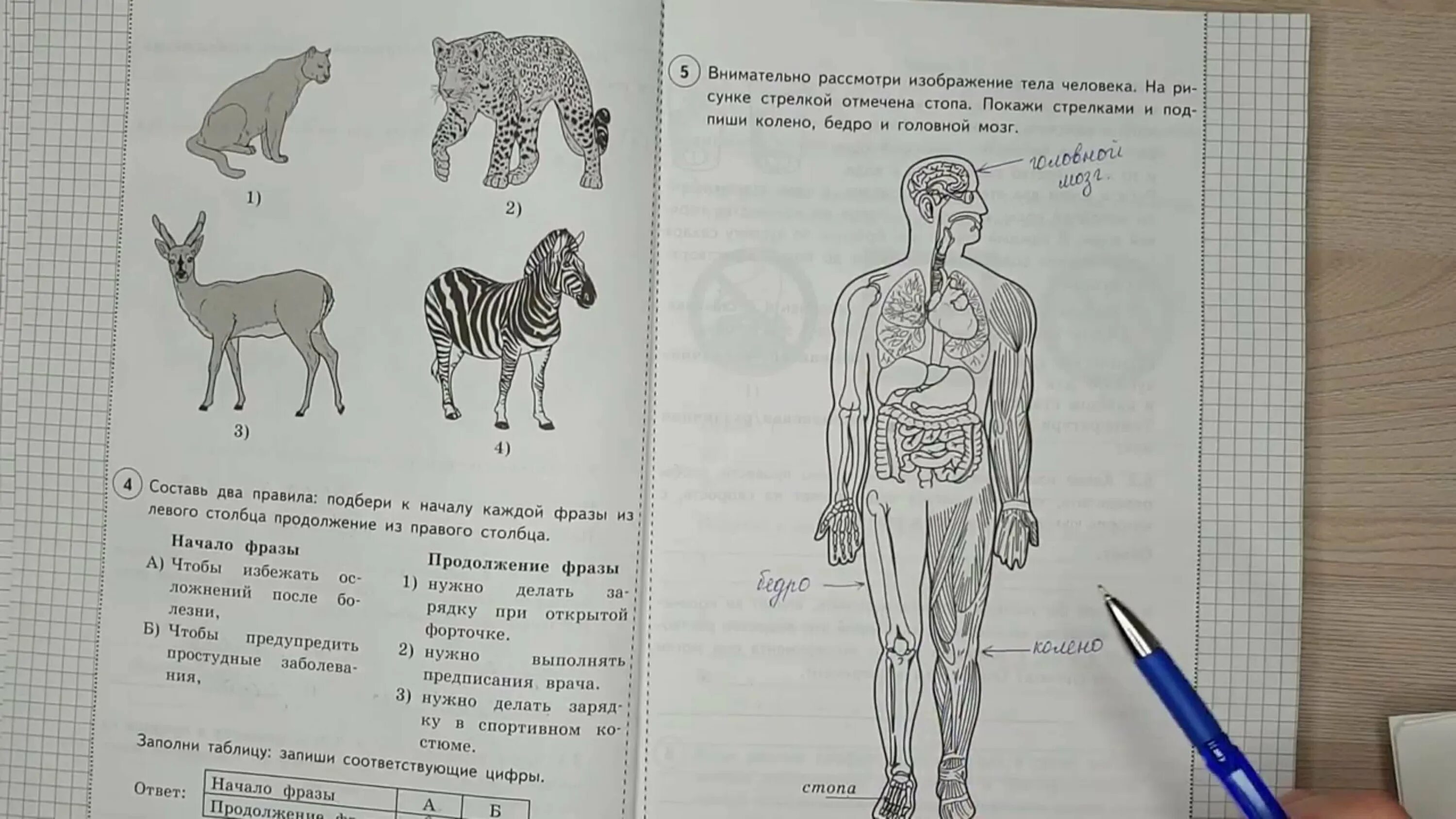 Впр окружающий мир 4 класс пройти тест. ВПР 4 класс окружающий мир 2021 Волкова. ВПР 4 класс окружающий мир 2022 25 вариантов с ответами. ВПР окружающий мир 4 класс 1 задание. ВПР окружающий тело человека.