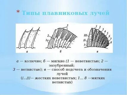 Лучи плавников рыб