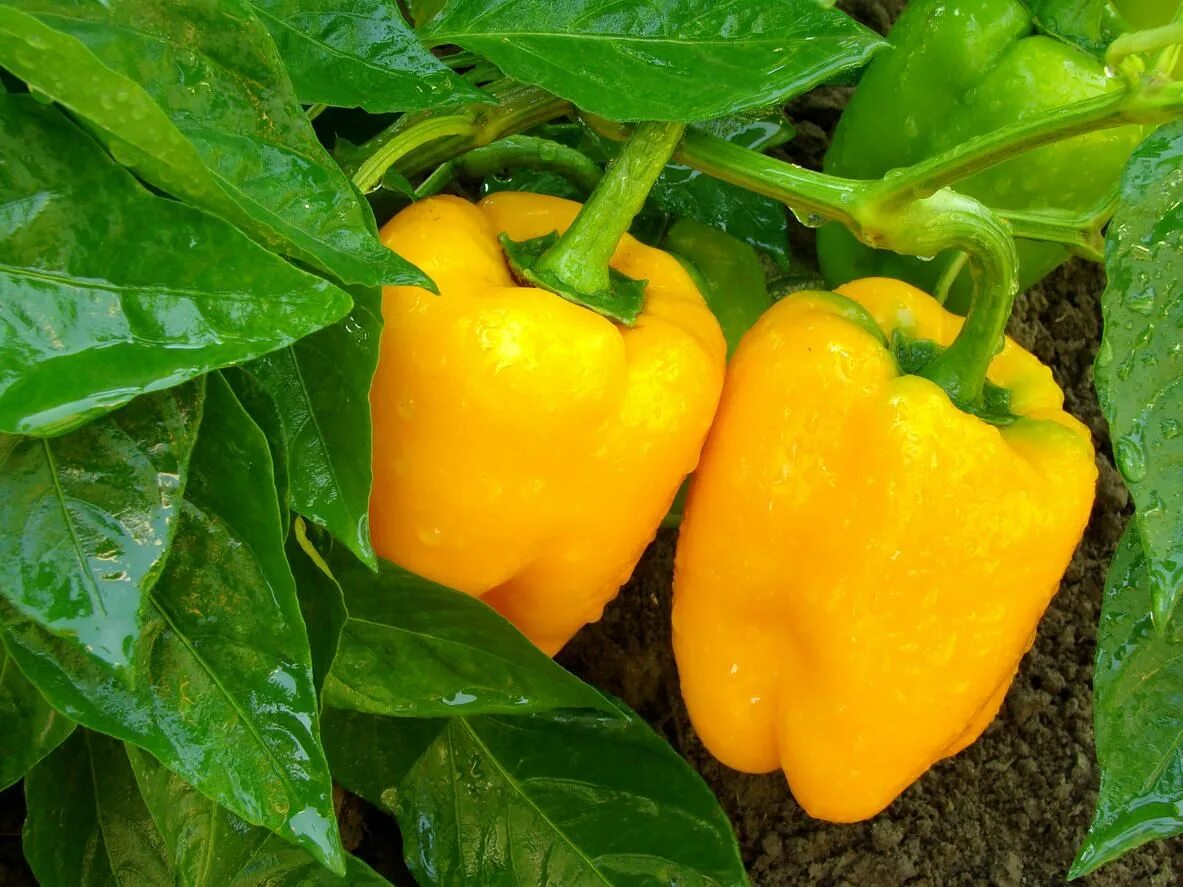 Сорта сладкого перца для урала. Болгарский капсикум перец. Capsicum annuum сладкий перец. Перец сладкий Севилья f1. Перец сладкий Арчи f1.