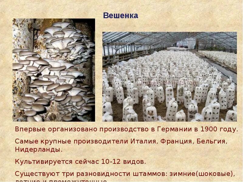 Опишите внешний вид и строение культивируемых