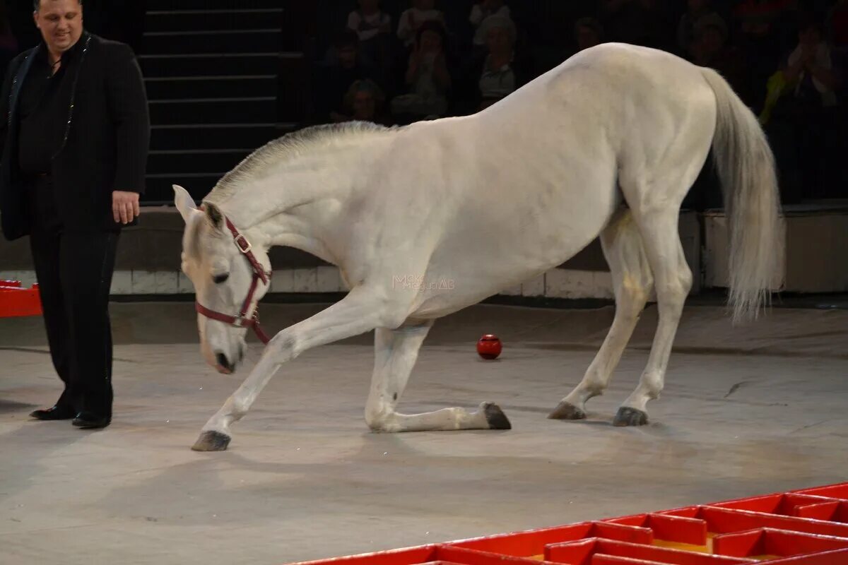 Цирковая лошадь. Цирк никулина на цветном бульваре. Лошади в цирке. Дрессировщик лошадей. Лошадки в цирке.
