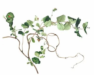 Plant shape