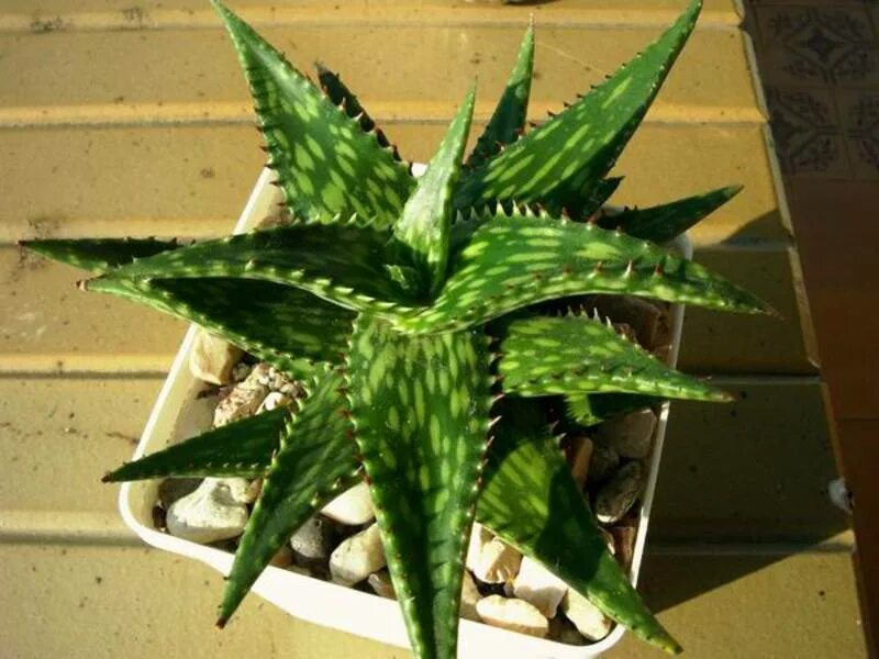 Алоэ липецк. Алоэ Юкунда. Алоэ Юкунда вариегатное. Aloe jucunda Silver. Алоэ Юкунда фото.