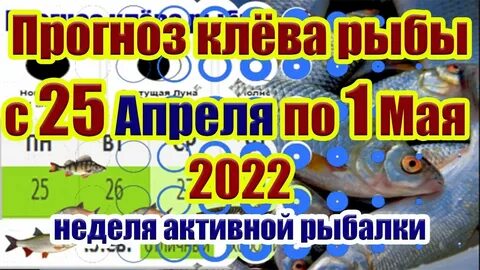 Лунный календарь клева рыбы на октябрь 2024г