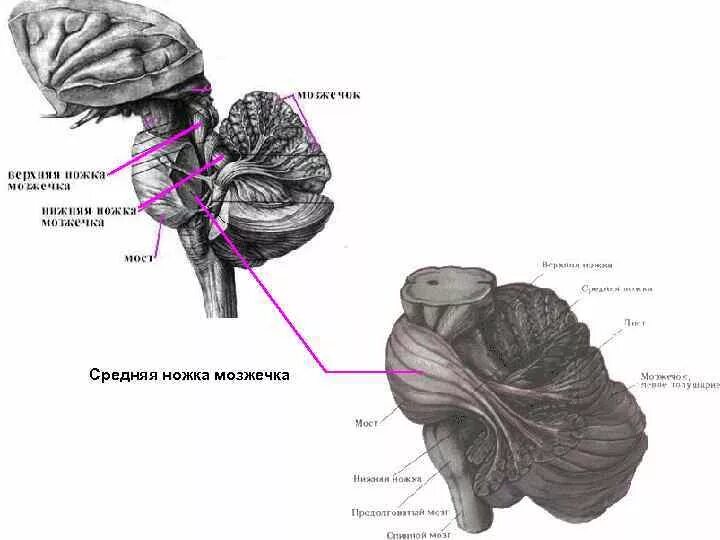 Средние ножки мозжечка. Варолиев мост средняя мозжечковая ножка. Нижние мозжечковые ножки продолговатого мозга. Верхняя мозжечковая ножка латынь. Ножки мозжечка анатомия строение.