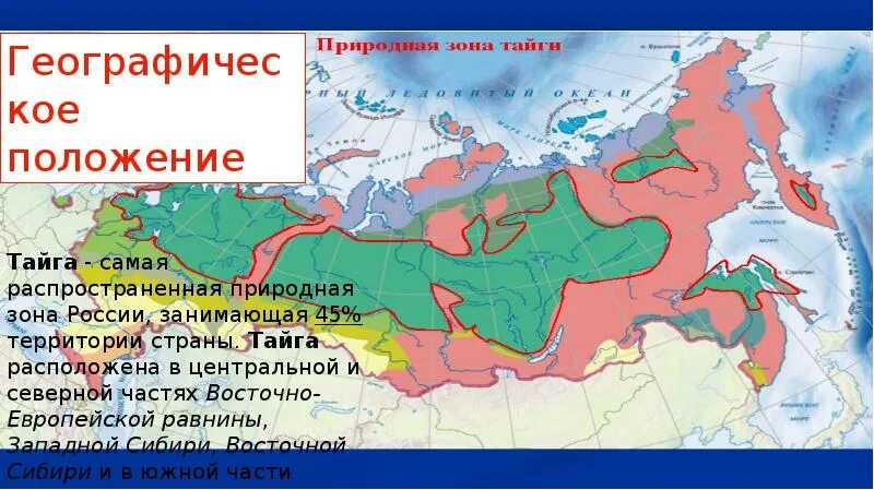 Географическое положение тайги 8 класс. Географическое положение природной зоны тайги в России. Лесная зона Тайга географическое положение. Зона тайги на карте России. Географическое положение тайги в России на карте.