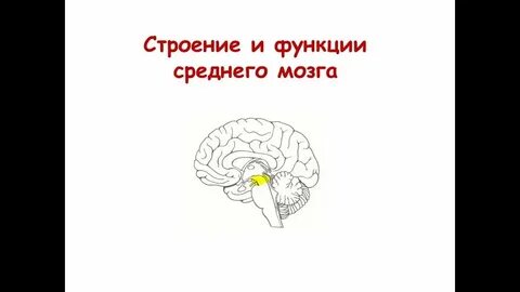 Средний мозг биология 8 класс