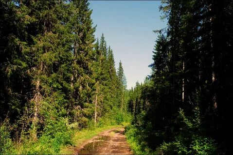 Открыли ли лесную