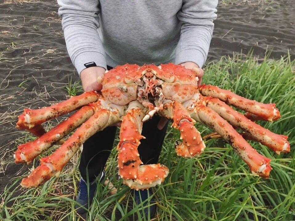 Старый краб. Петропавловск-Камчатский Крабы. Крабы с Петропавловска. Крабыга рынке Камчатского. Петропавловск-Камчатский Крабы на рынке.