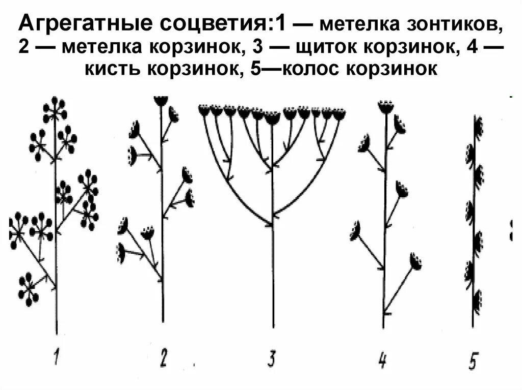 Какой тип соцветия. Дихазий соцветие. Соцветие кистевидная корзинка. Кистевидная корзинка схема соцветия. Соцветие метелка схема.