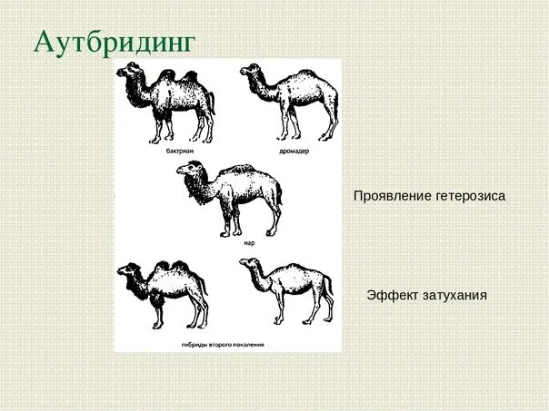 Селекция животных близкородственное скрещивание. Аутбридинг в селекции животных. Аутбридинг в селекции растений. Аутбридинг гетерозис. Аутбридинг метод селекции.