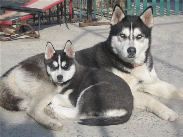 Имя для хаски мальчика красивое. Сибирский хаски петербург. Карелия хаски. Клички для собак мальчиков хаски. Имена для хаски мальчиков.