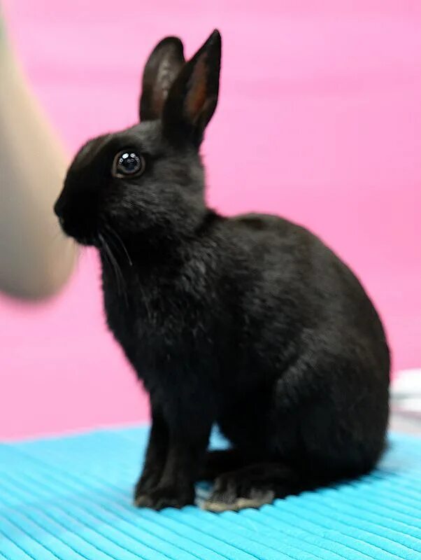 Черный кролик на английском. Карликовый кролик черный. Черный декоративный кролик. Декоративные кролики черные большие. Черный заяц.