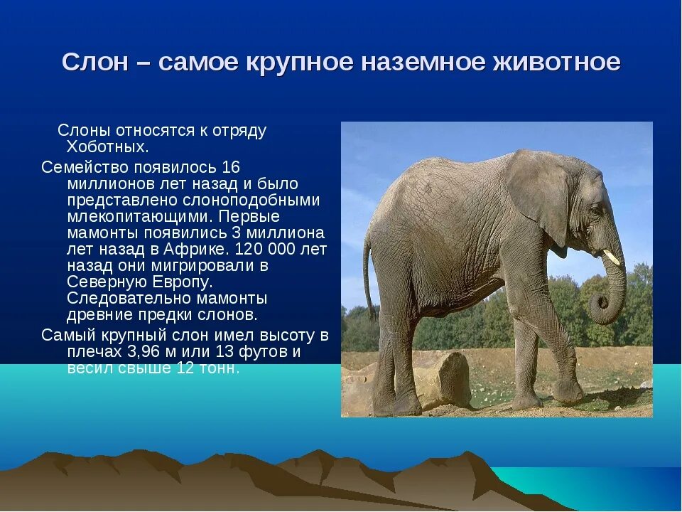 Elephant перевести. Отряд хоботные. Самое крупное наземное животное. Отряды млекопитающих хоботные. Представители слонов.