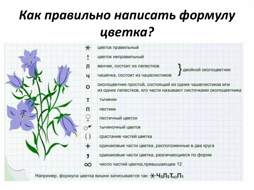 10 формула цветка. Формула цветка 6 класс биология. Семейство Колокольчиковые формула цветка. Формула цветка ивы 6 класс биология. Формула цветка биология 7.