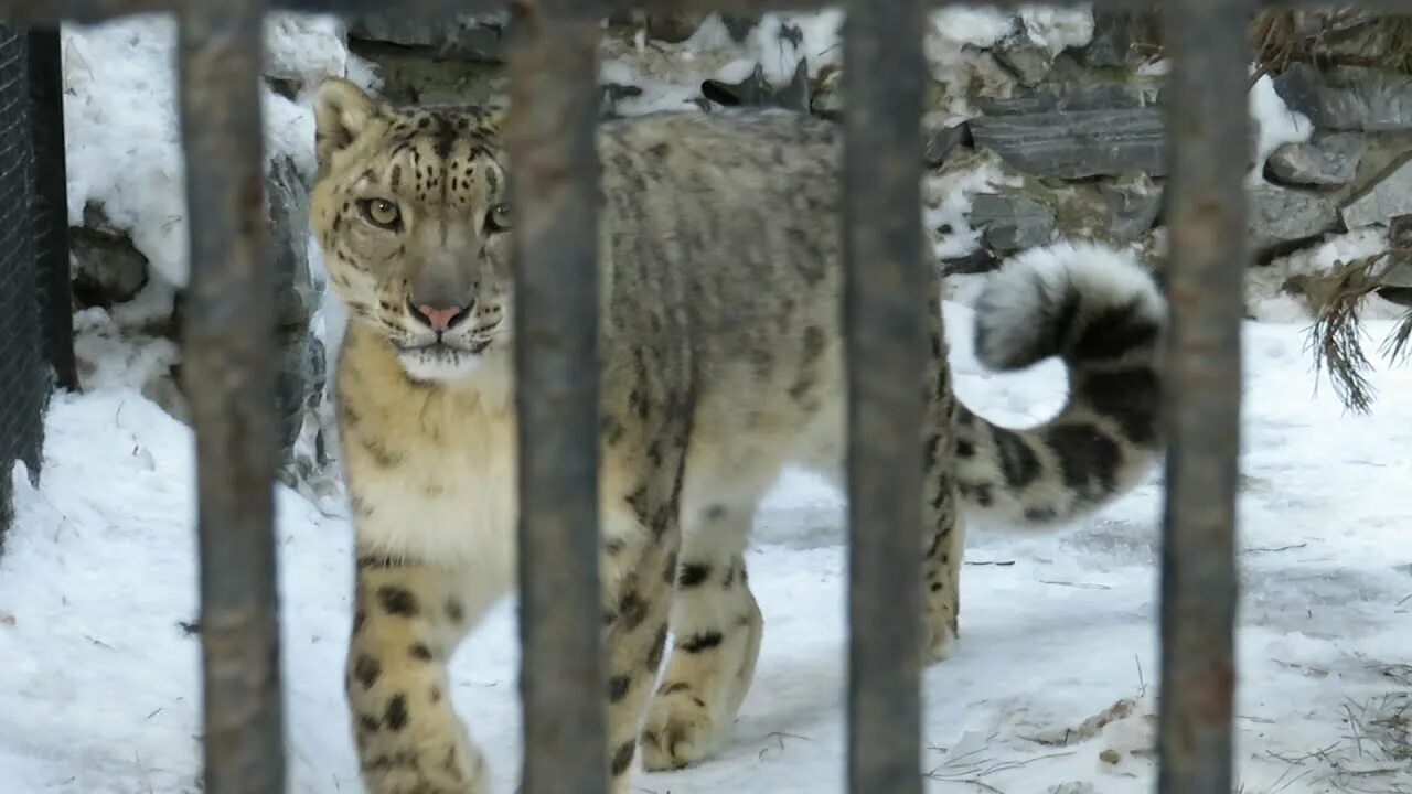 Новосибирский зоопарк Барс. Снежный Барс Новосибирск зоопарк. Снежный Барс Саян Новосибирский зоопарк. Снежный Барс Екатеринбург зоопарк. Сайт барс новосибирск