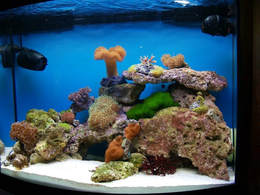 Живые камни для морского аквариума. Морской аквариум. Морской аквариум камни. Декорация из живых камней морской аквариум.