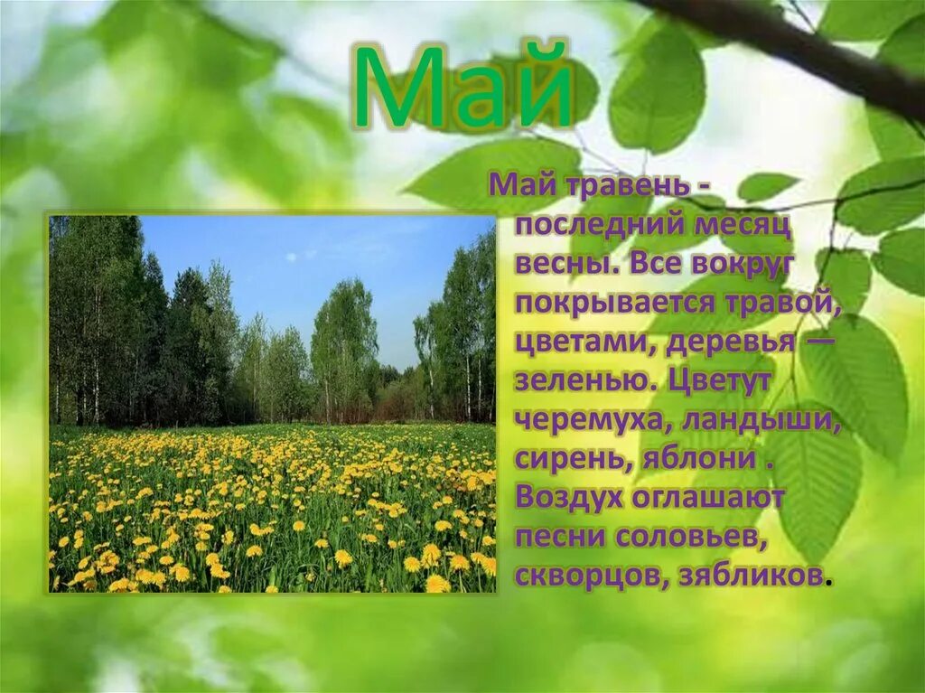презентация весна. весна для детсада. весна в мае описание. май для родителей дошкольников. весна для дошкольников.