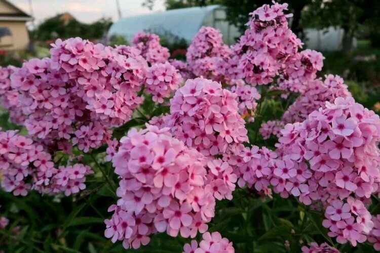 Phlox flame watermelon. Селекция флокса. Флокс радость жизни. Букет цветов флоксы крамской. Селекция флокса.