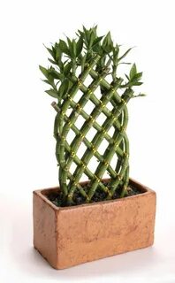 Low plants