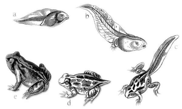Метаморфоз. Метаморфоз у животных. Метаморфоз лягушки. Стадии развития лягушки. Черепахи развитие с метаморфозом