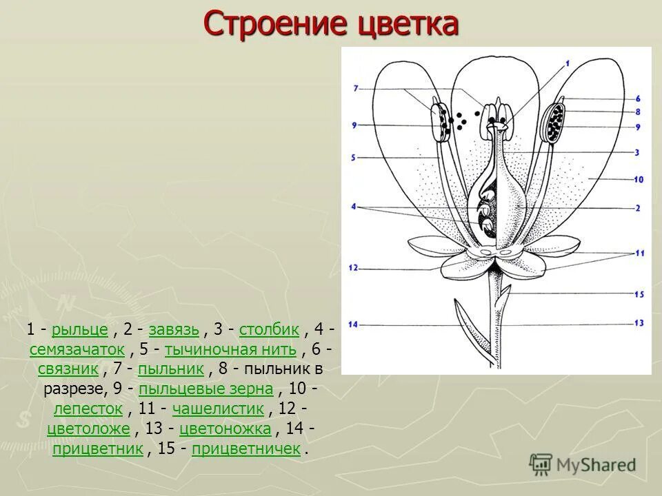 Какую функцию в цветке выполняет завязь ответ. Строение завязи цветка. Лепесток столбик завязь. Верхняя и нижняя завязь у цветка. Цветки с нижней завязью.