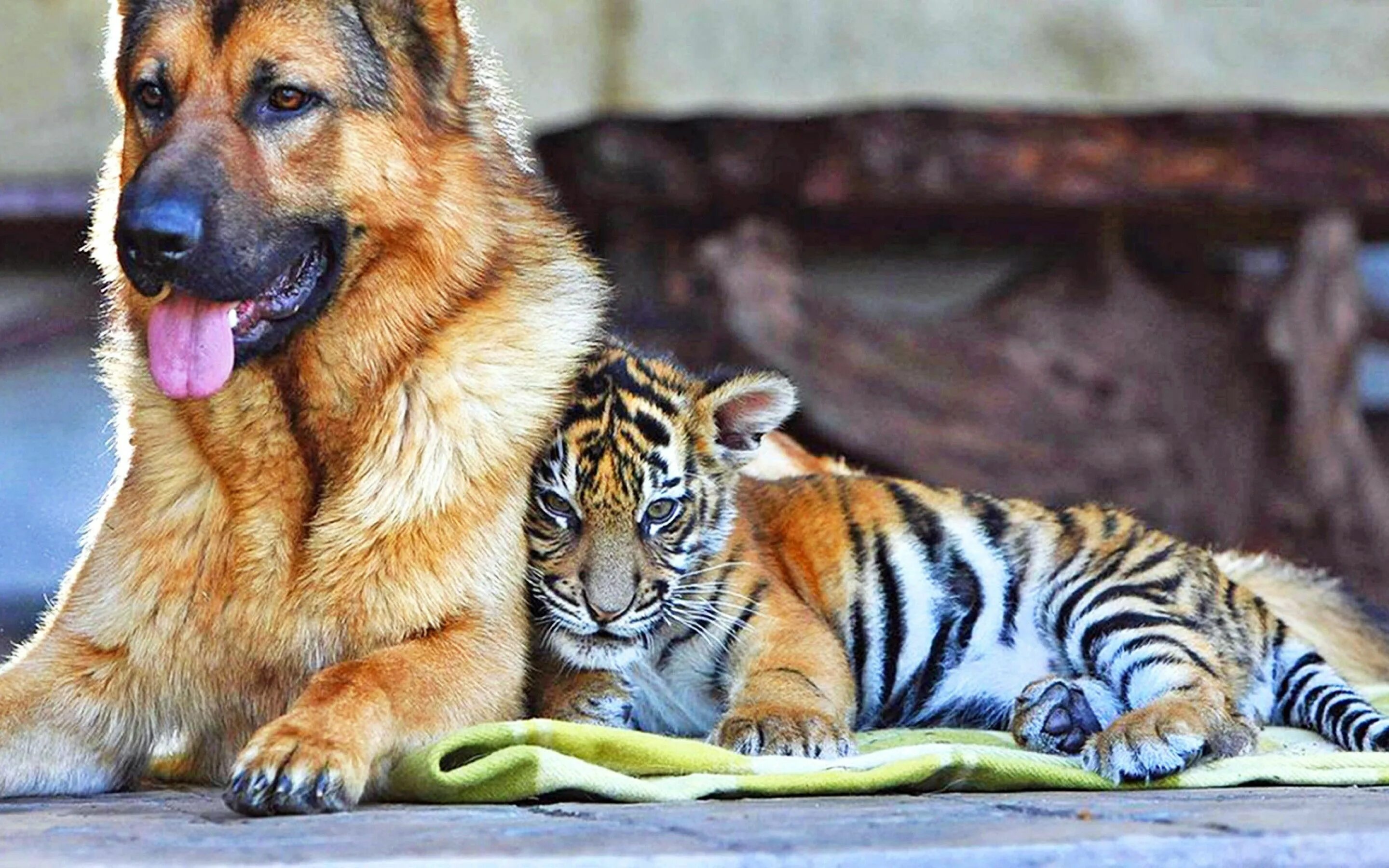 Как поют разные звери. Дружба животных. Собака тигр. Дружба тигра и собаки. Необычная Дружба животных.