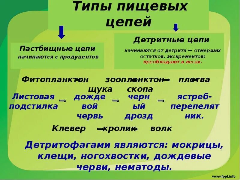 Цепи пастбищного типа. Пастбищные и детритные цепи. Пастбищные и детритные цепи питания. Детритная и пастбищная цепь. Пастбищная пищевая цепь.