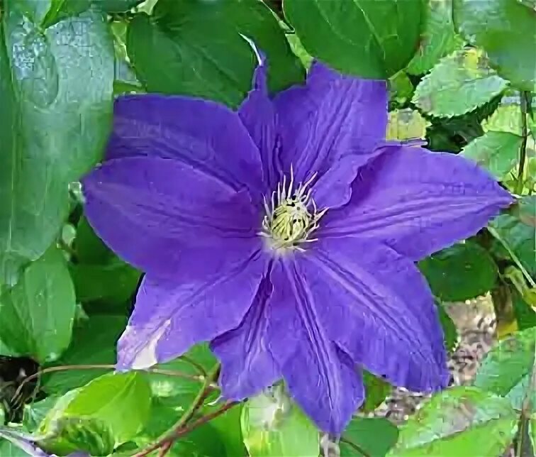Clematis General Sikorski, Large Flowered Clematis - Brushwood Nursery, Clematis