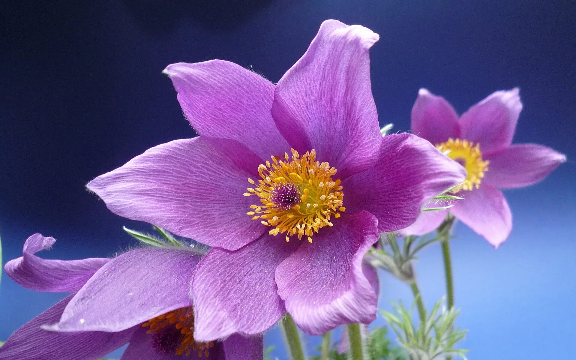 Крокус ветреница. Ветреница и сон трава. Purple Anemone. Прострел - сон трава. Симпатичный цветок