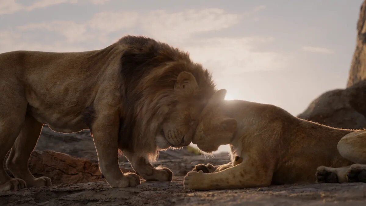 Король лев 2019 года. Король Лев 2019 Симба. Король Лев 2019 Симба и Нала. Король Лев 2019 Муфаса.