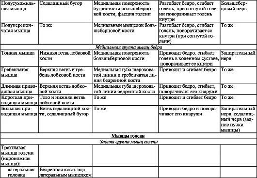 Мышцы анатомия таблица функции. Мышцы нижней конечности тазового пояса таблица. мышцы нижних конечностей анатомия таблица. мышцы тазового поясатаюлица. мышцы бедра медиальная группа таблица.