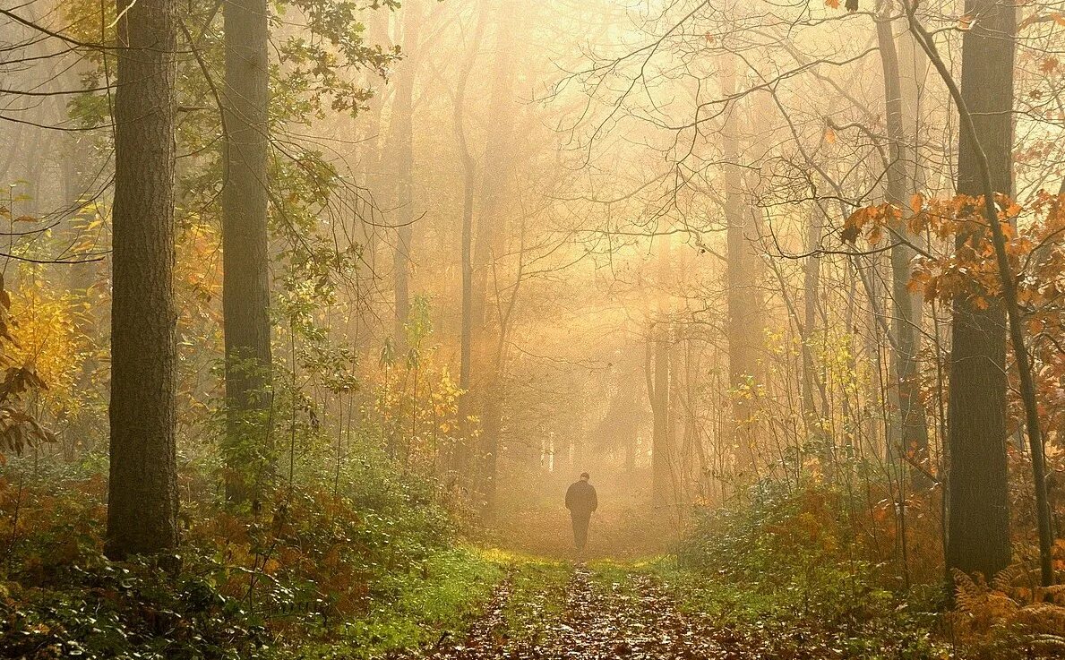 осенью можно долго бродить по пустынному лесу