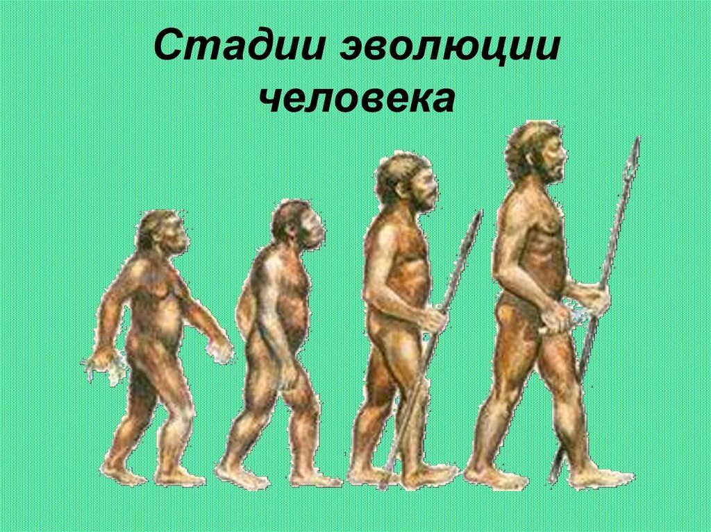 Этапы развития человека 9 класс. Стадии развития человека. Этапы эволюции человека. Этапы развити яеловека. Этапы революции человека.