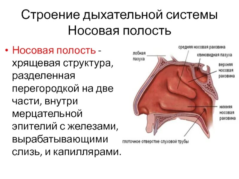 Строение слизистой носовой полости. Носовая полость строение анатомия стенки. Функции носовой полости в дыхательной системе. Носовая полость строение и функции. Какие железы вырабатывают слизь