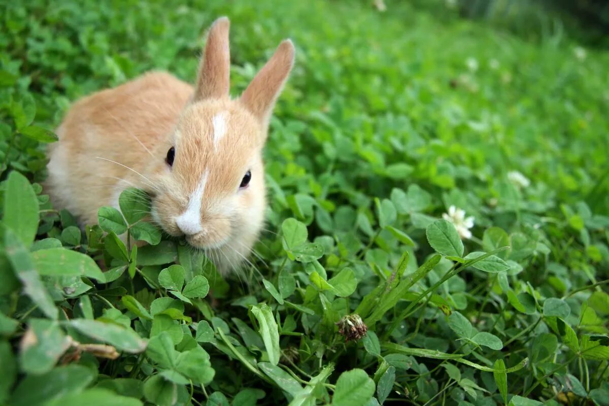Можно ли кроликам редиску. Кролики. Заяц ест траву. Кролик кушает траву. Кролик ест траву.
