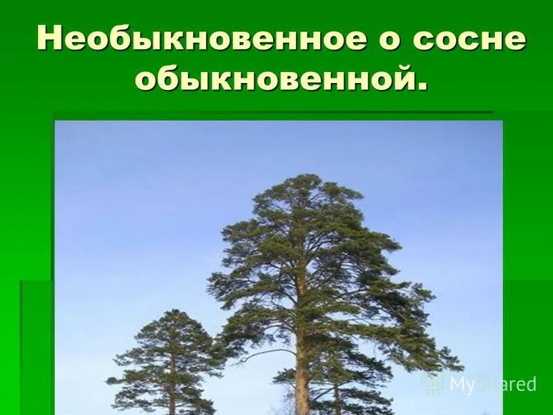 сосна обыкновенная систематика