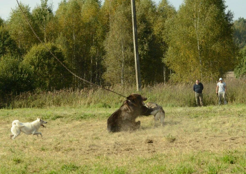 Охотничий тест