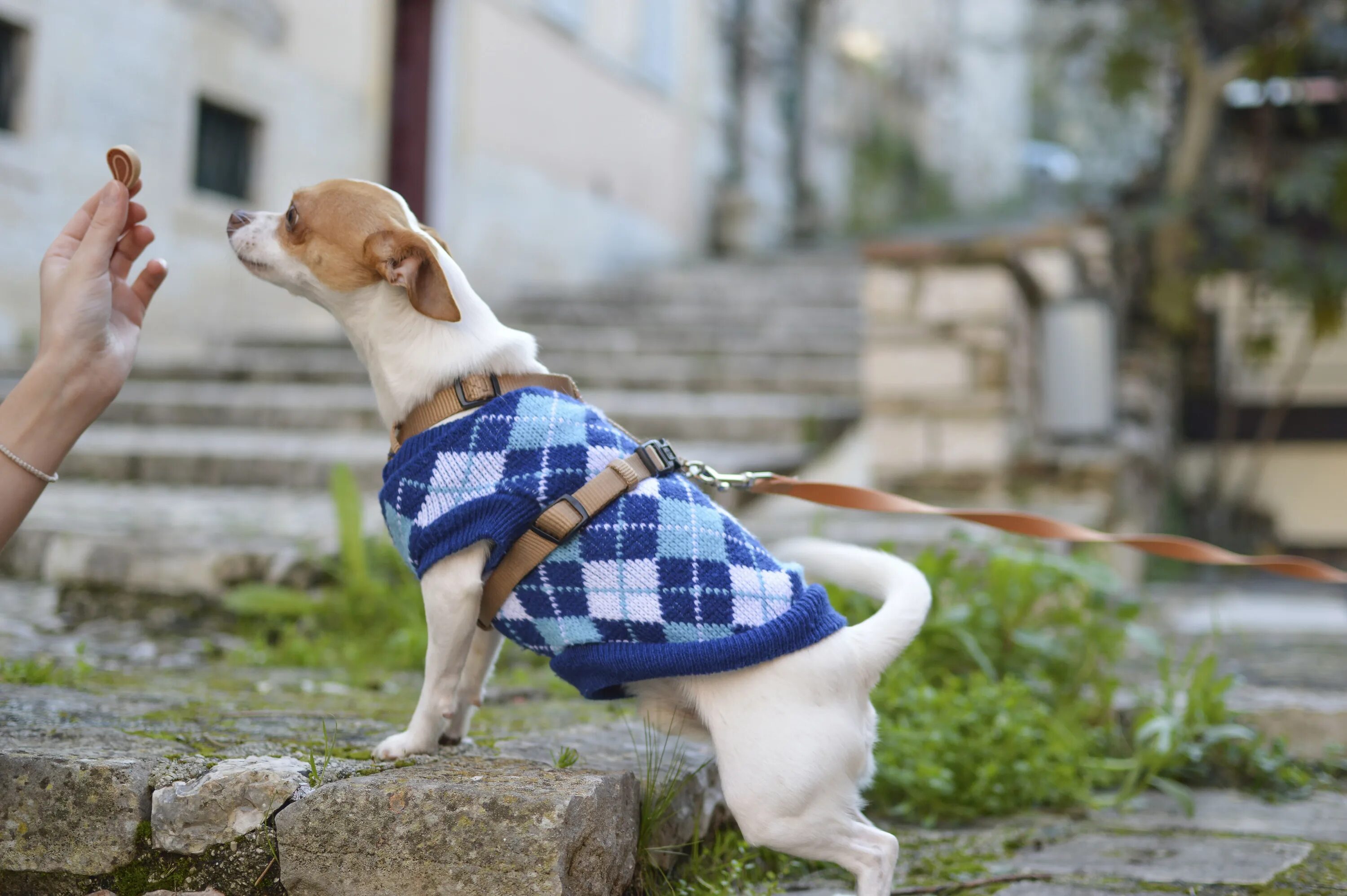 Http pets. Одежда для собак. Чихуахуа на прогулке. Маленькая собачка на прогулке. Чихуахуа в одежде на улице.