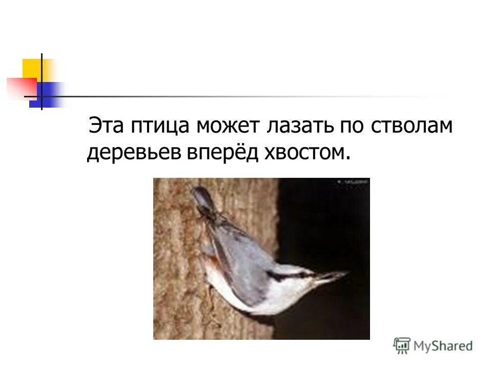 Кошки лазают по деревьям. Лазать по деревьям. Арборист профессия. Птица которая лазит по деревьям. Кот залез на дерево.
